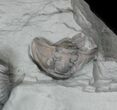 Partially Enrolled Flexicalymene Trilobites - Ohio #30459-1
